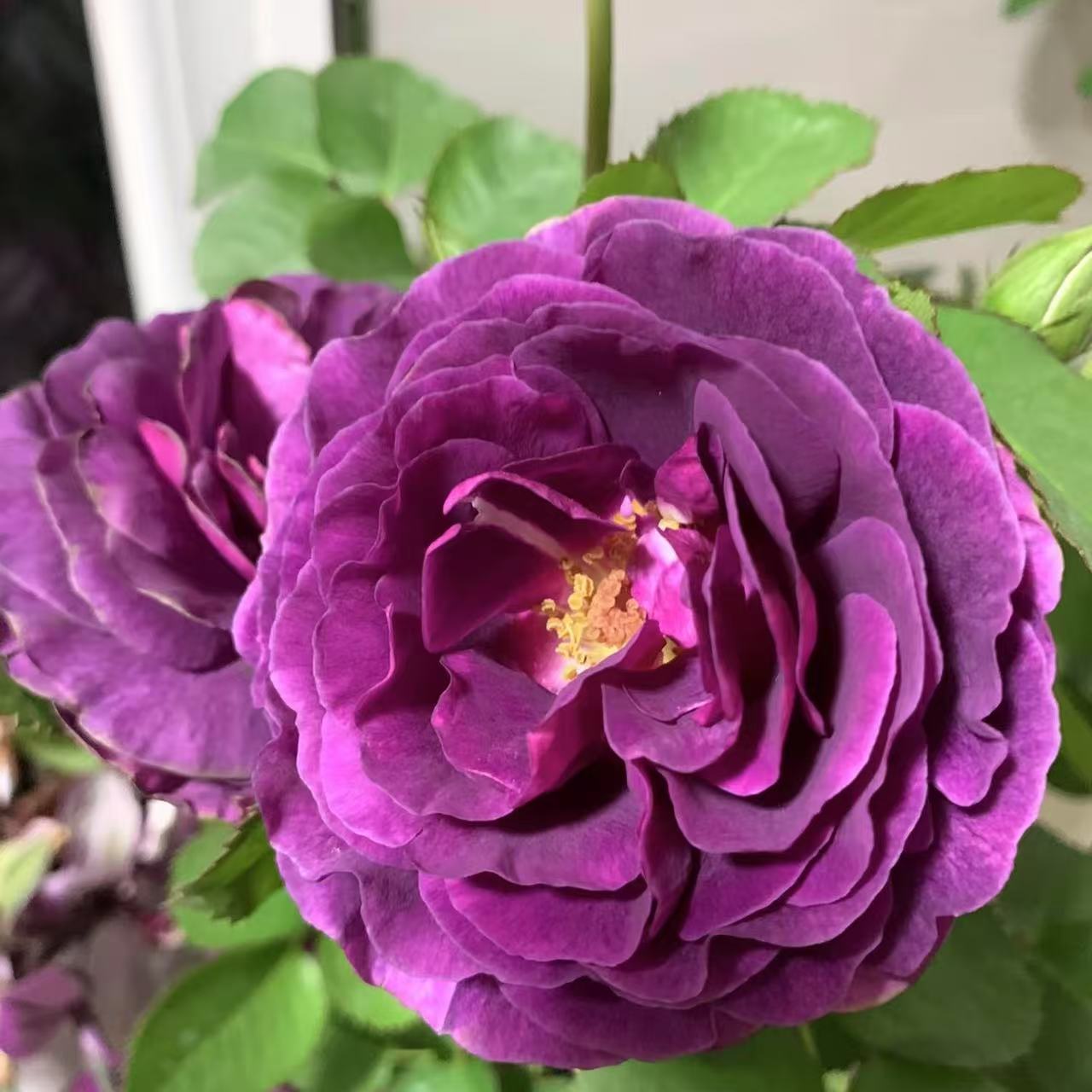 扦插中苗土球发【比利时】紫色系月季，花大而多，抗病能力强，浓香