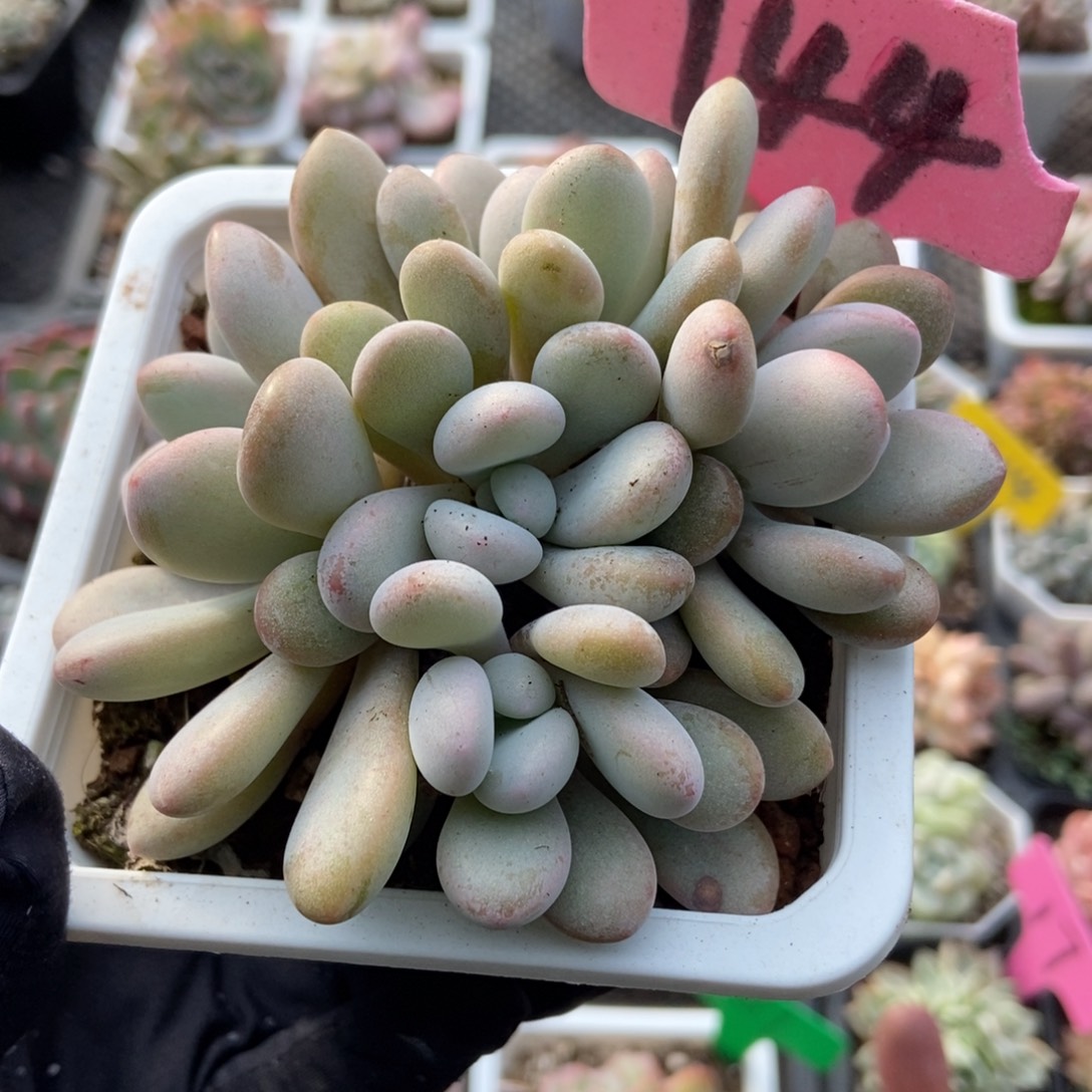 144粉兔多肉植物多肉
