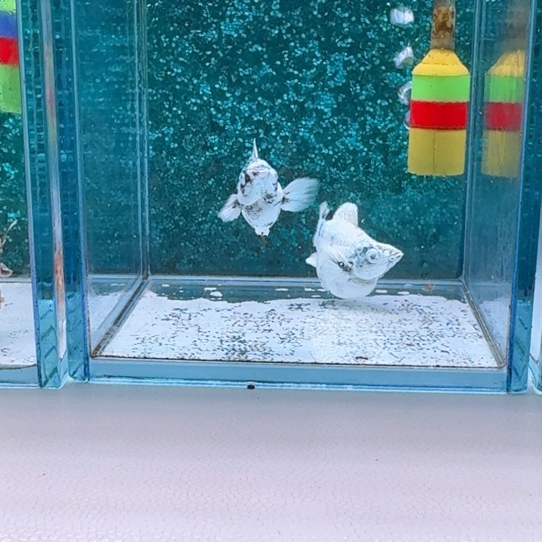 黑玛丽鱼729号白马王子玛丽2条