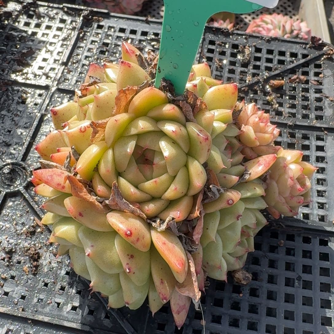 从前慢多肉精选编号1205.92