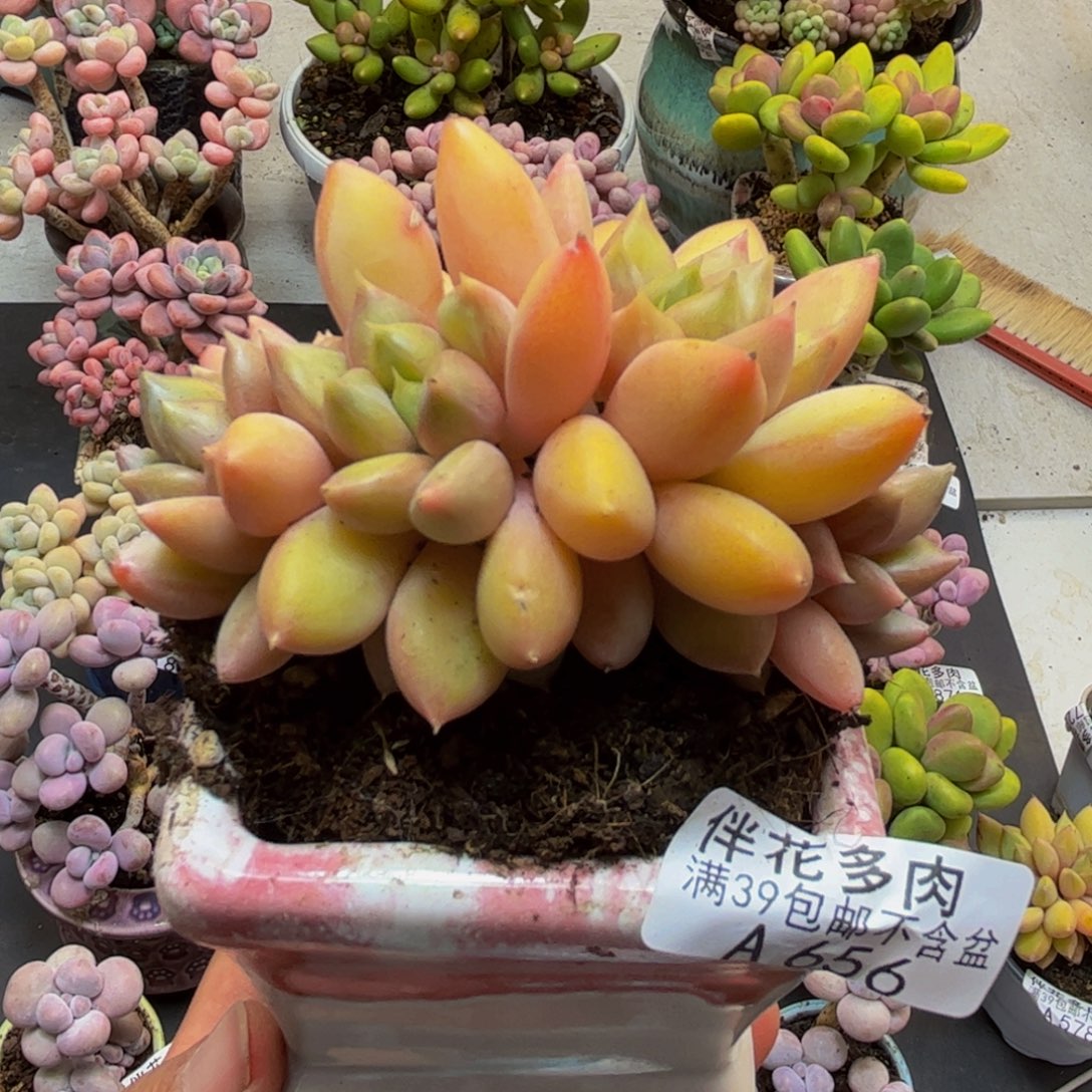 656象牙朵朵缀6cm多肉