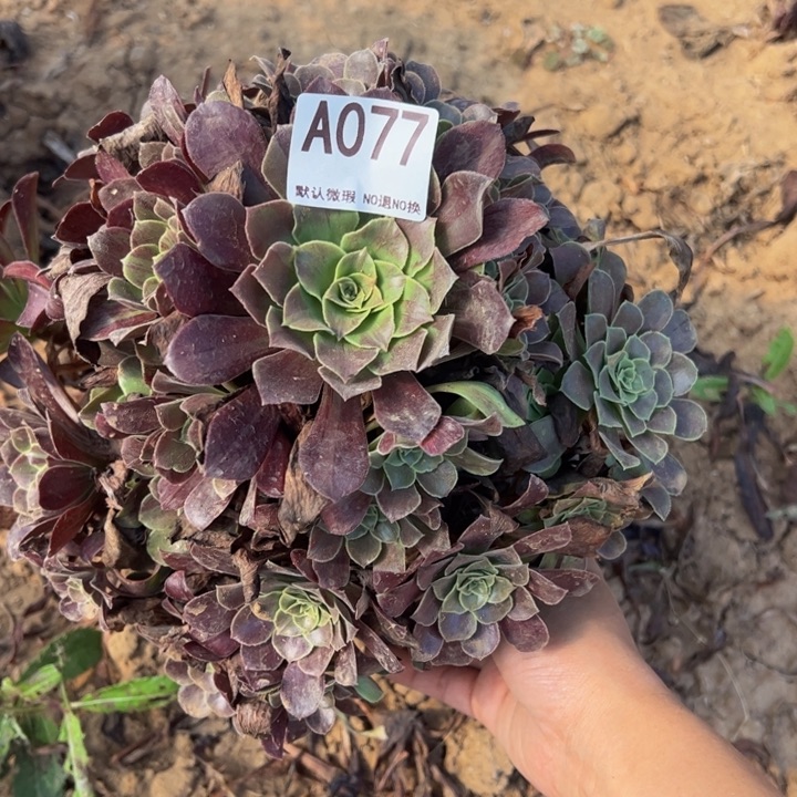欧若拉多肉植物077.