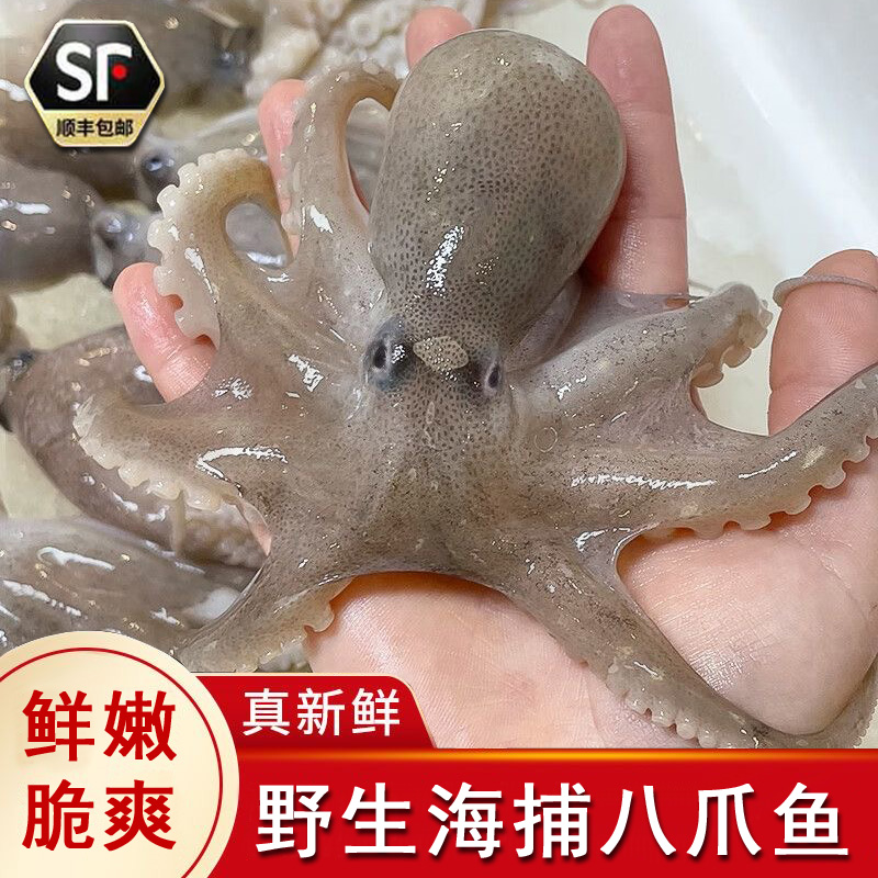 【顺丰冷链】章鱼八爪鱼新鲜海捕锁鲜速冻3斤/5斤