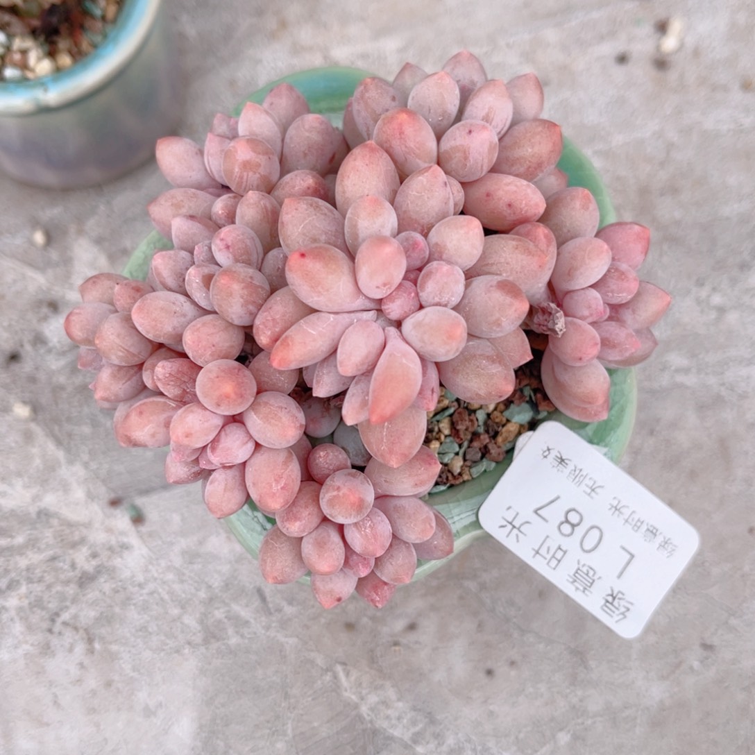 087 婴儿手指 带陶瓷盆发货 一物一拍