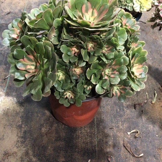 快***溢无花朵香妃法师多肉植物837号