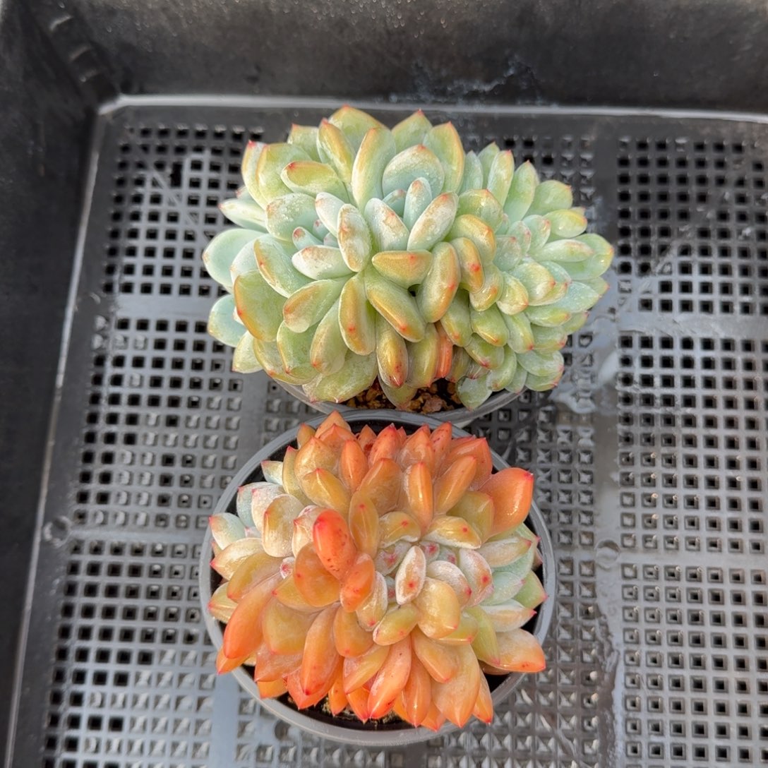 2颗一起一物一拍的