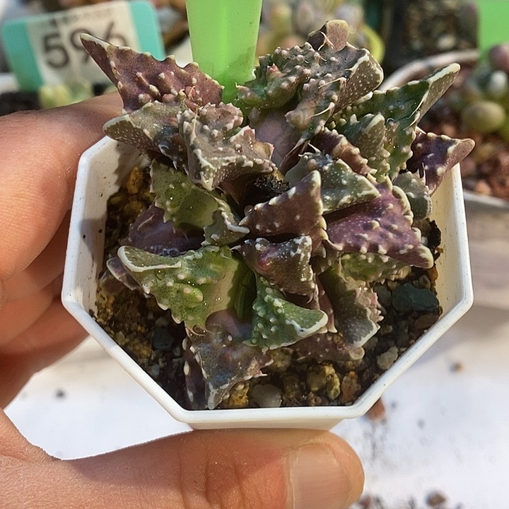 怒涛555号的啊啊啊带盆发啊