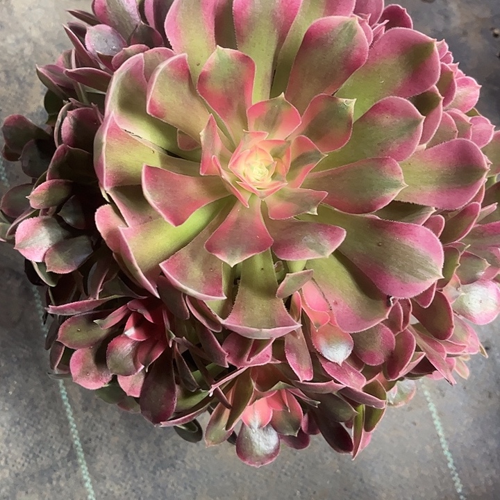 多肉植物香妃锦……