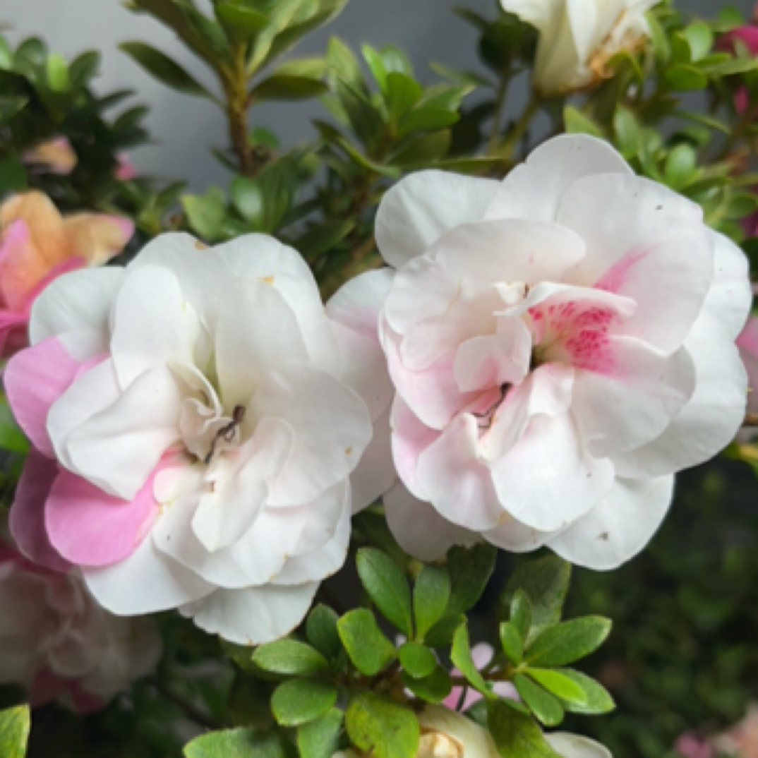 【绢姬】鹃姬皋月进口植物杜鹃花栀子花凤仙花重瓣盆栽耐寒基地直销