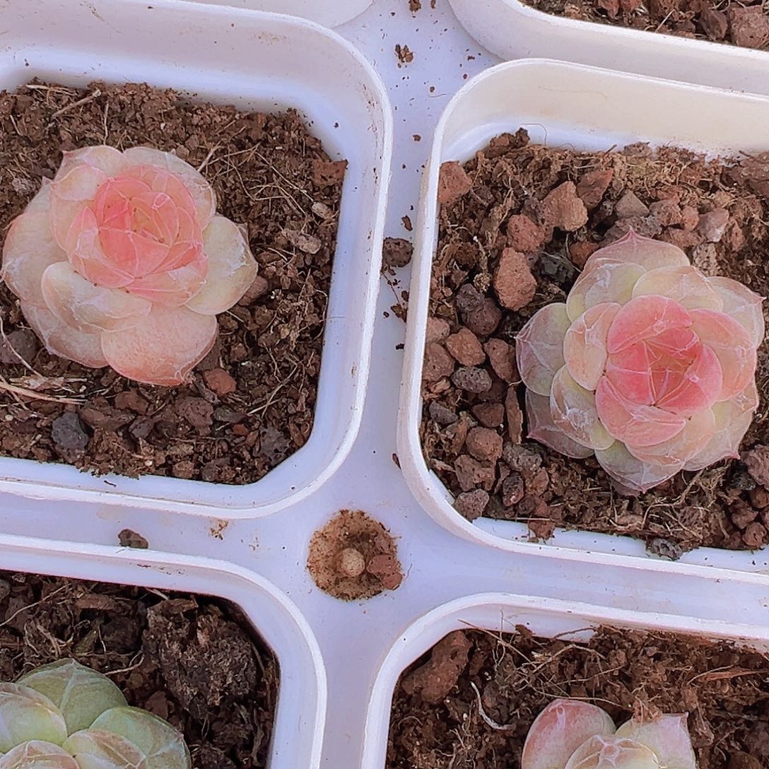 170精品珍妮19包邮