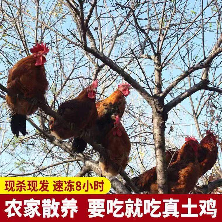 Z精选2只散养黑脚大公鸡6斤新鲜宰杀速冻顺丰包邮