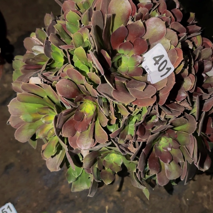 401邵修七彩多肉植物不售后