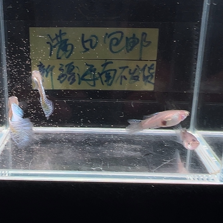 孔雀鱼兰草尾花瓣