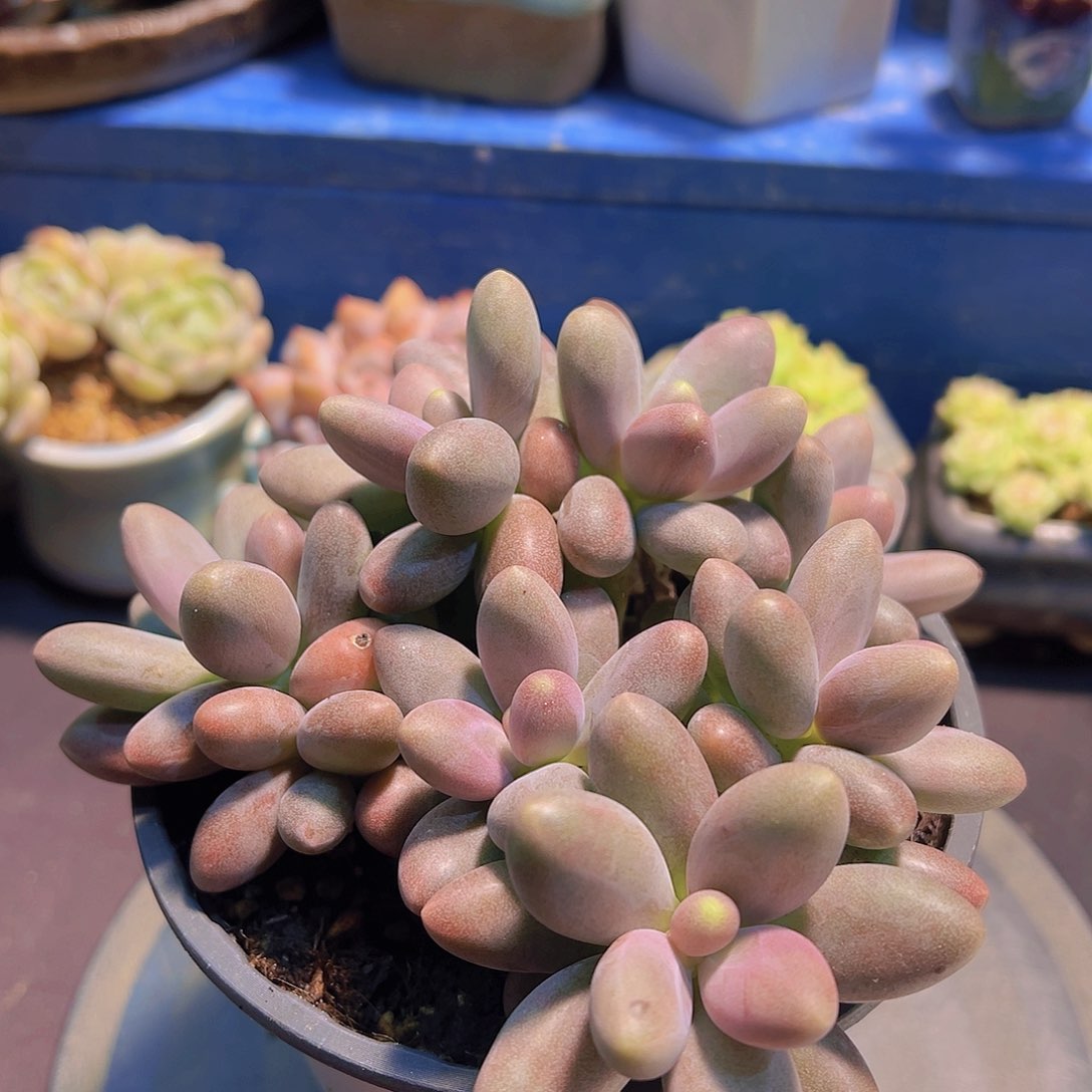 当*糖果美人，裸根发货，