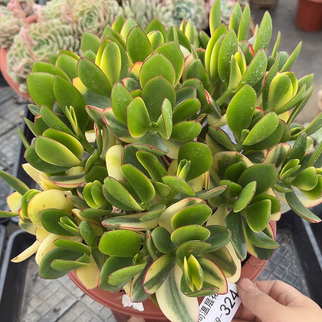 米*丫同温层多肉新花月锦324