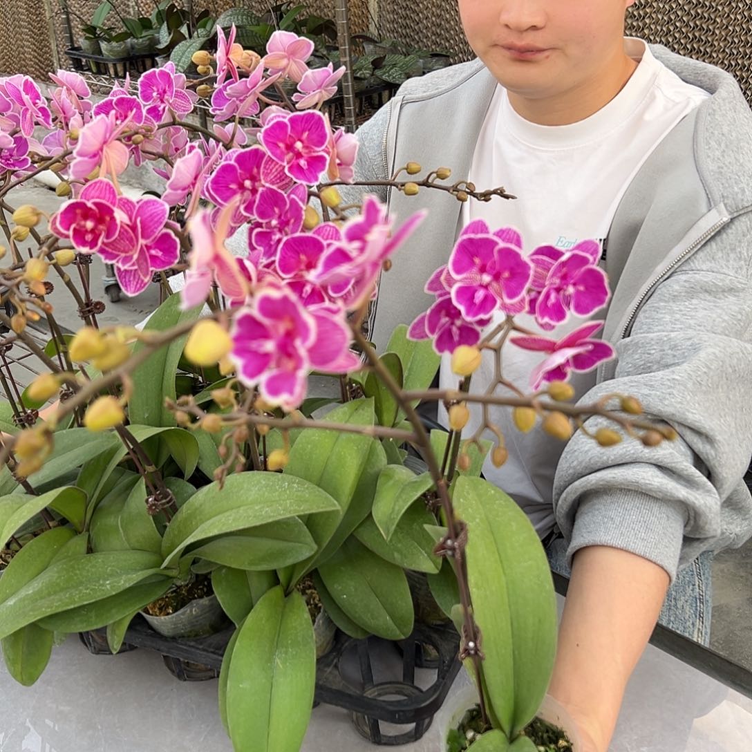 完全开放红豆两眼2.8寸直播间挑