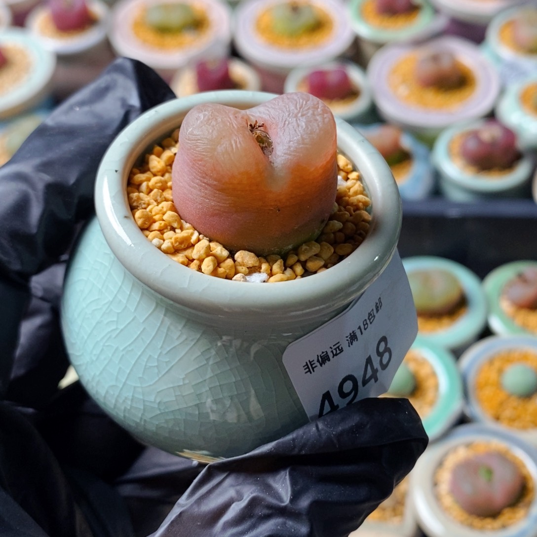 4948-_一物一拍 带盆