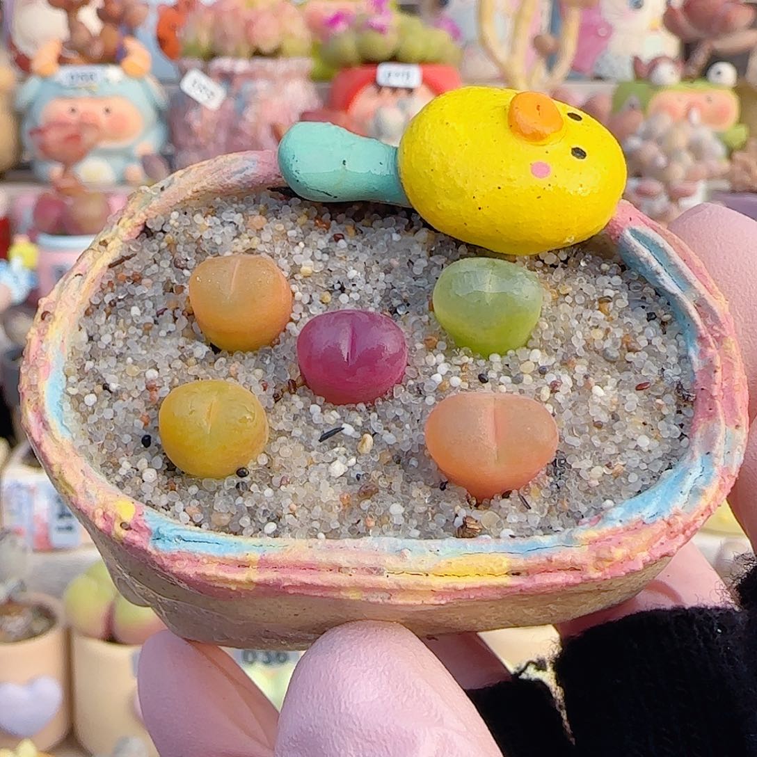 L彩色蟠桃组合 不含盆