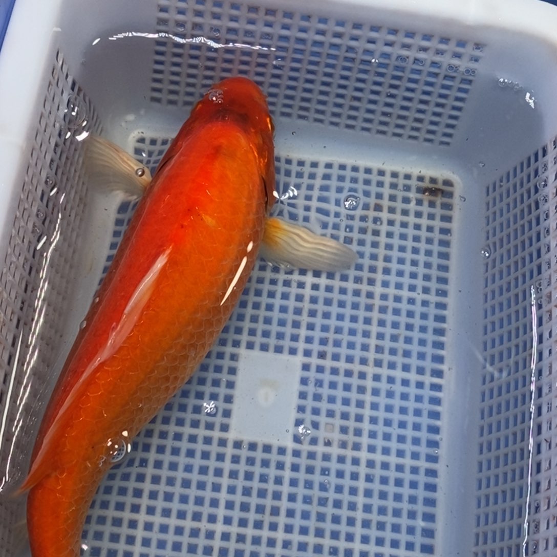 锦鲤冷水锦鲤包邮