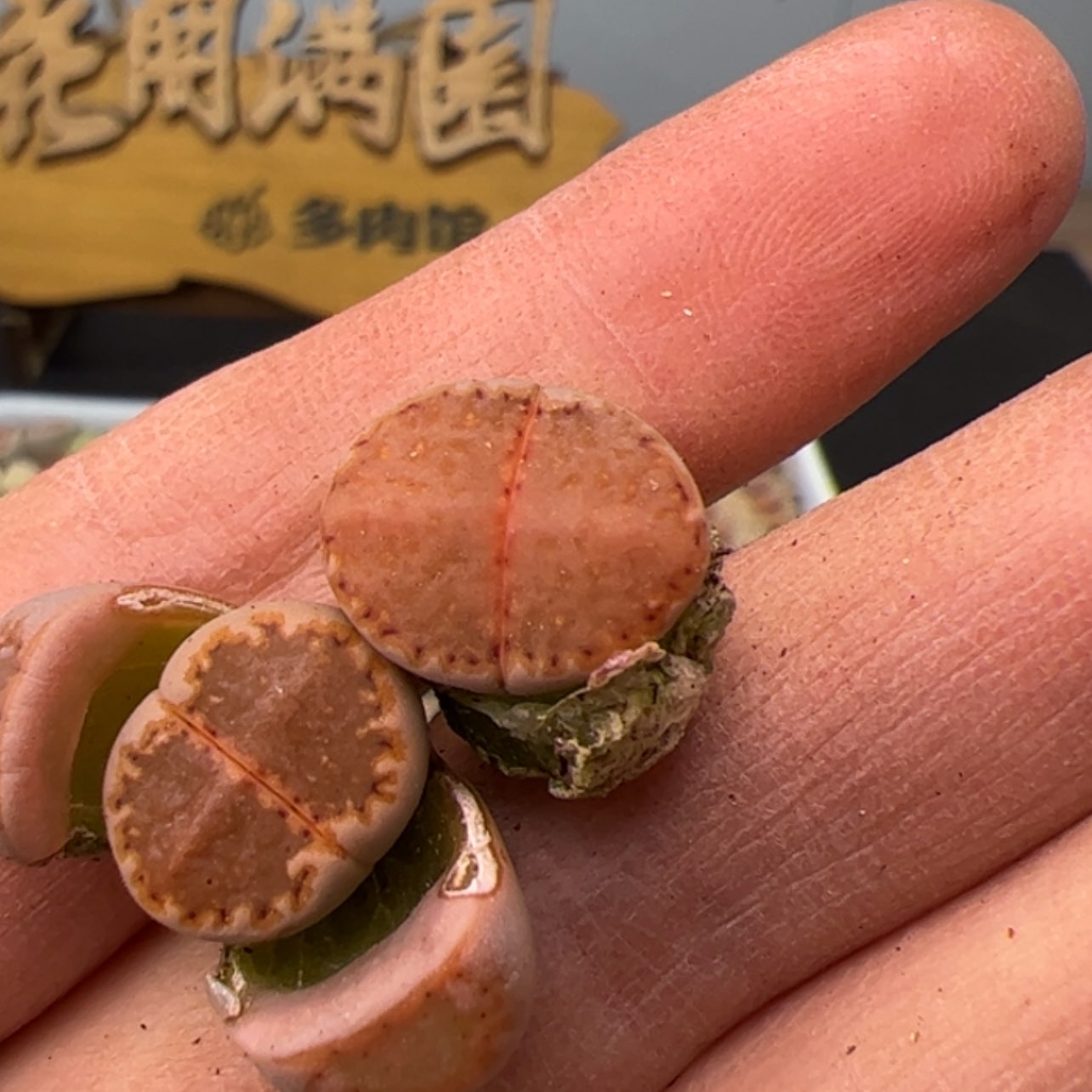 【闪购商品】0000003