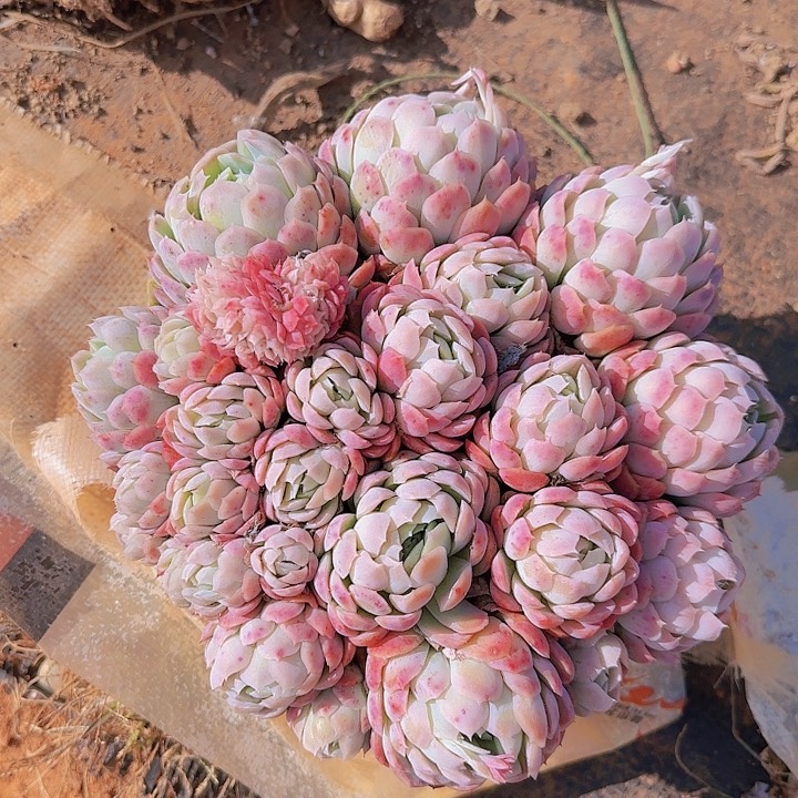 竹****丶在我这里就是我想说