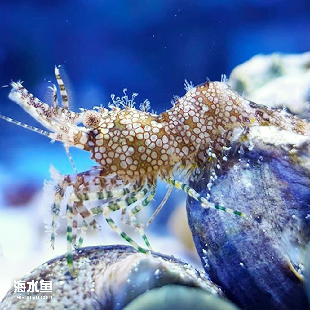 进口假绵羊虾 海水鱼