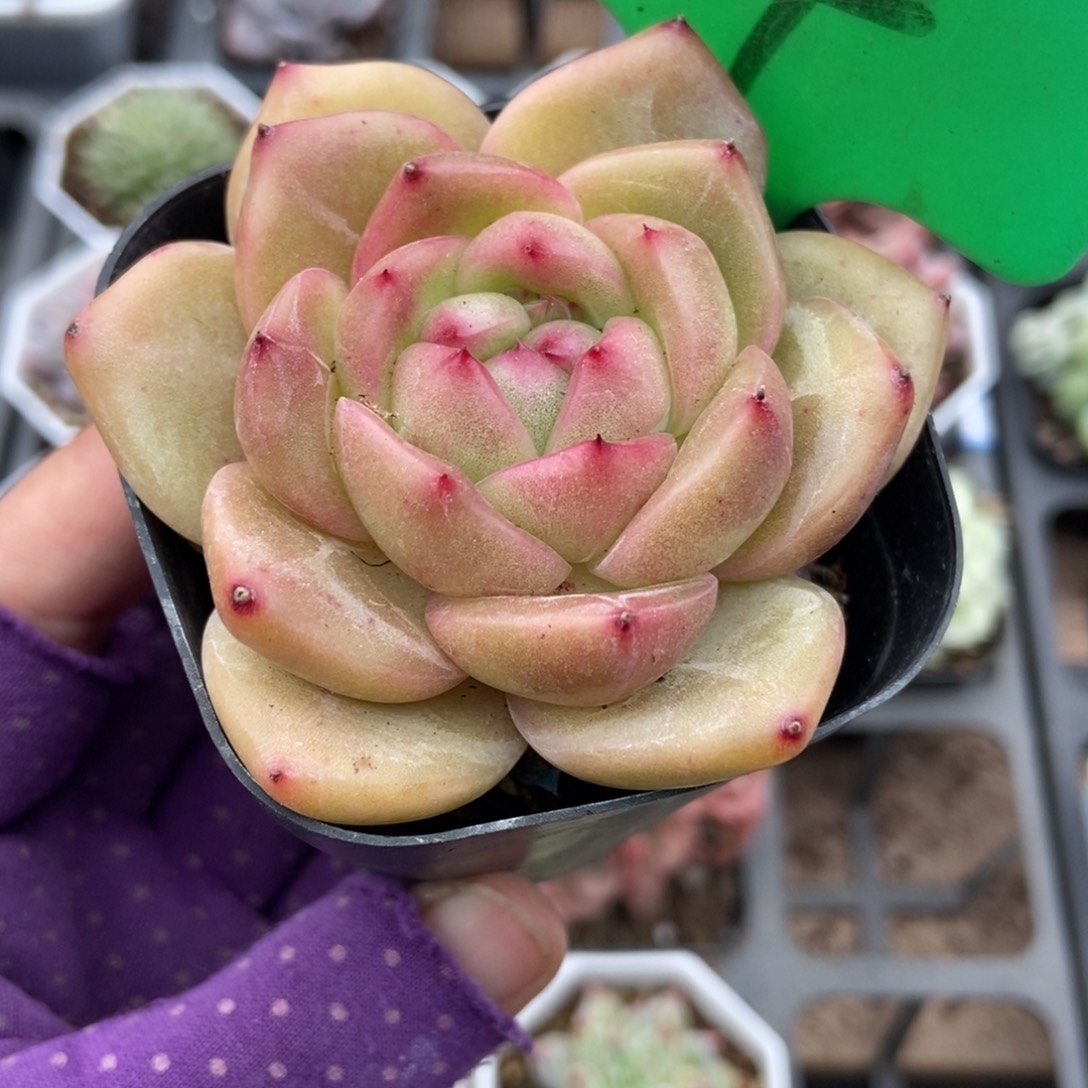 4夏洛特玫瑰多肉植物了