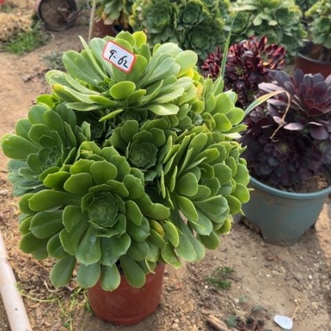 9-62绿羊绒多肉植物