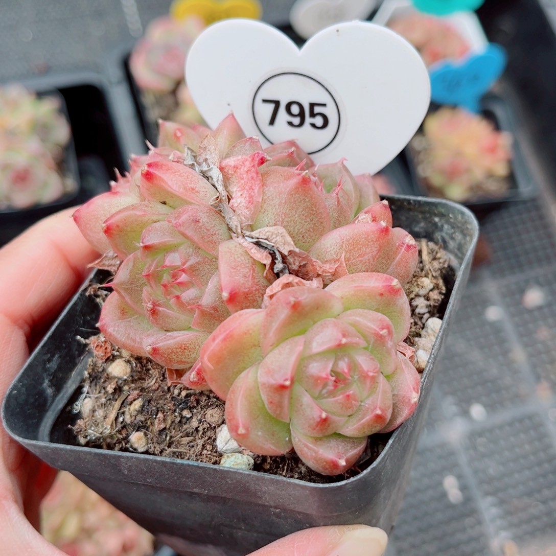795号小老桩珍妮群
