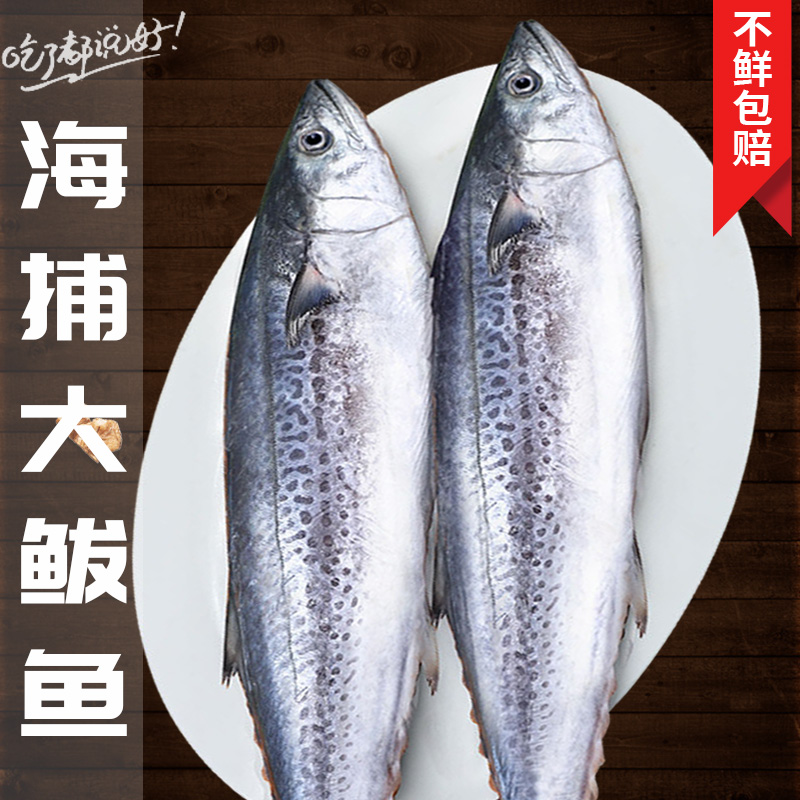 燕鲅鱼大号蓝点马鲛鱼新鲜野生海捕威海小船海鲜深海白腹马鲛燕尾
