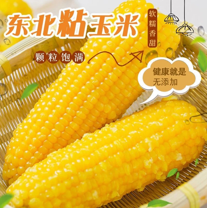 【整箱9-10斤】东北黏香黄糯单支300-380g升级彩袋包装14根试吃5根D