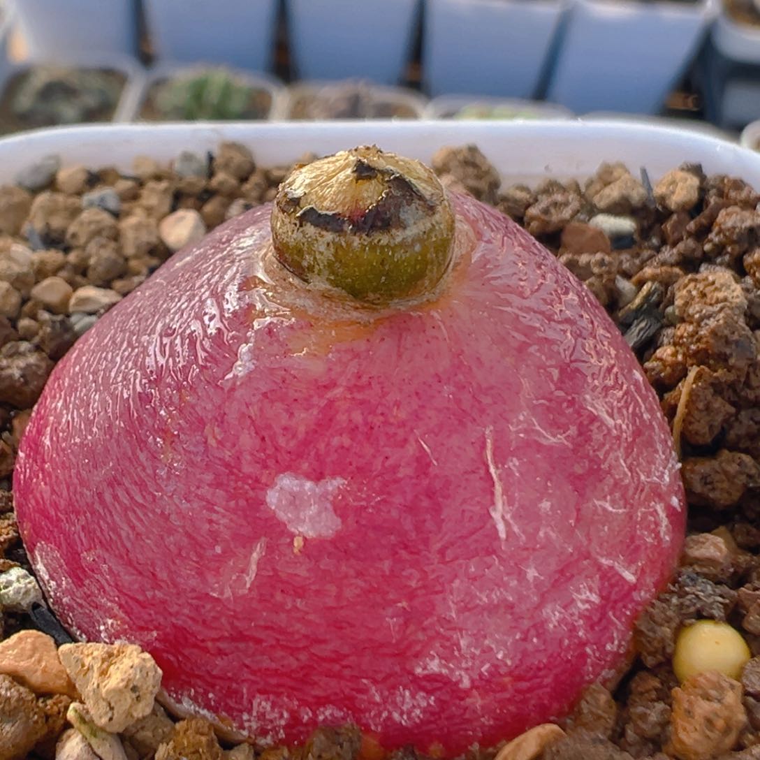 53多肉植物百科大灯泡