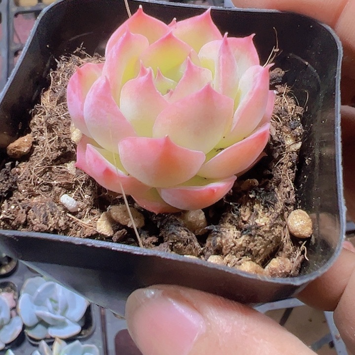 侧影精品多肉植物