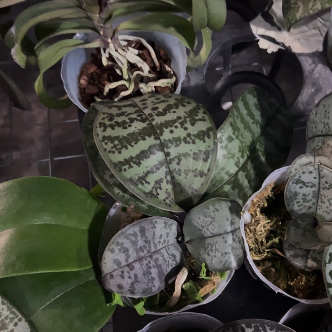 当前无花栽培后可以开花双苗银叶交虎斑