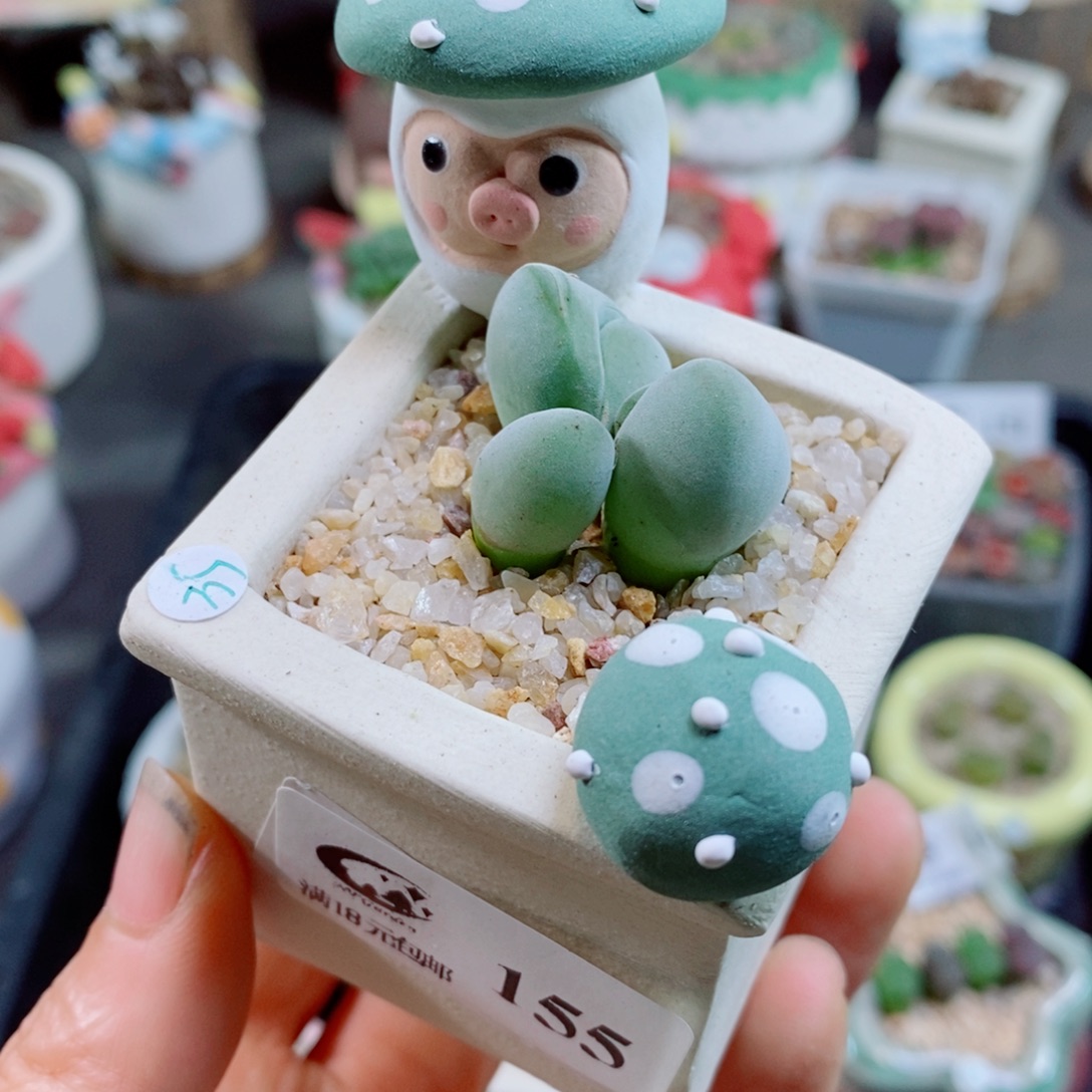 生石花花花花花花花155