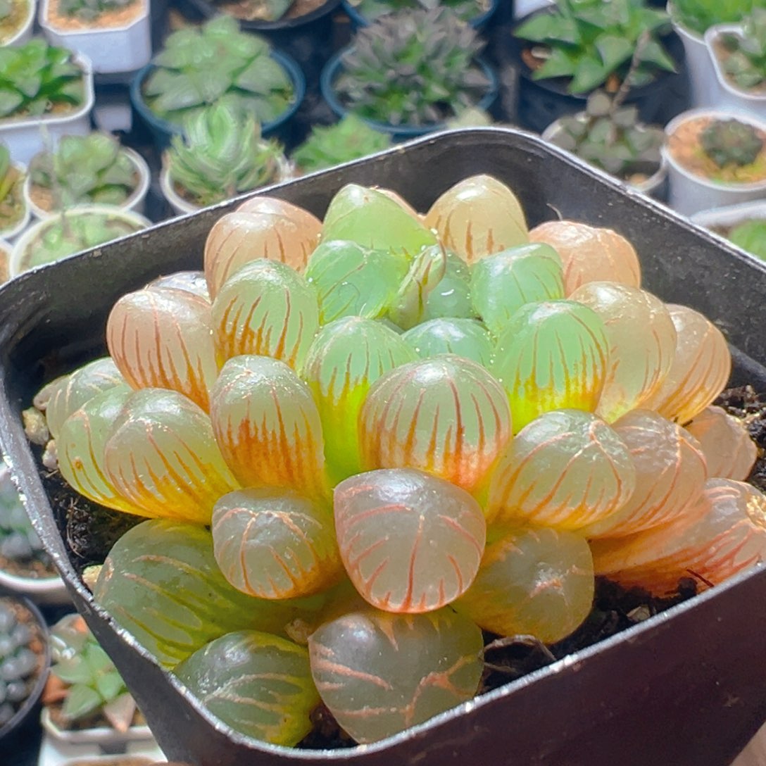 彩虹玉露多肉多肉多肉