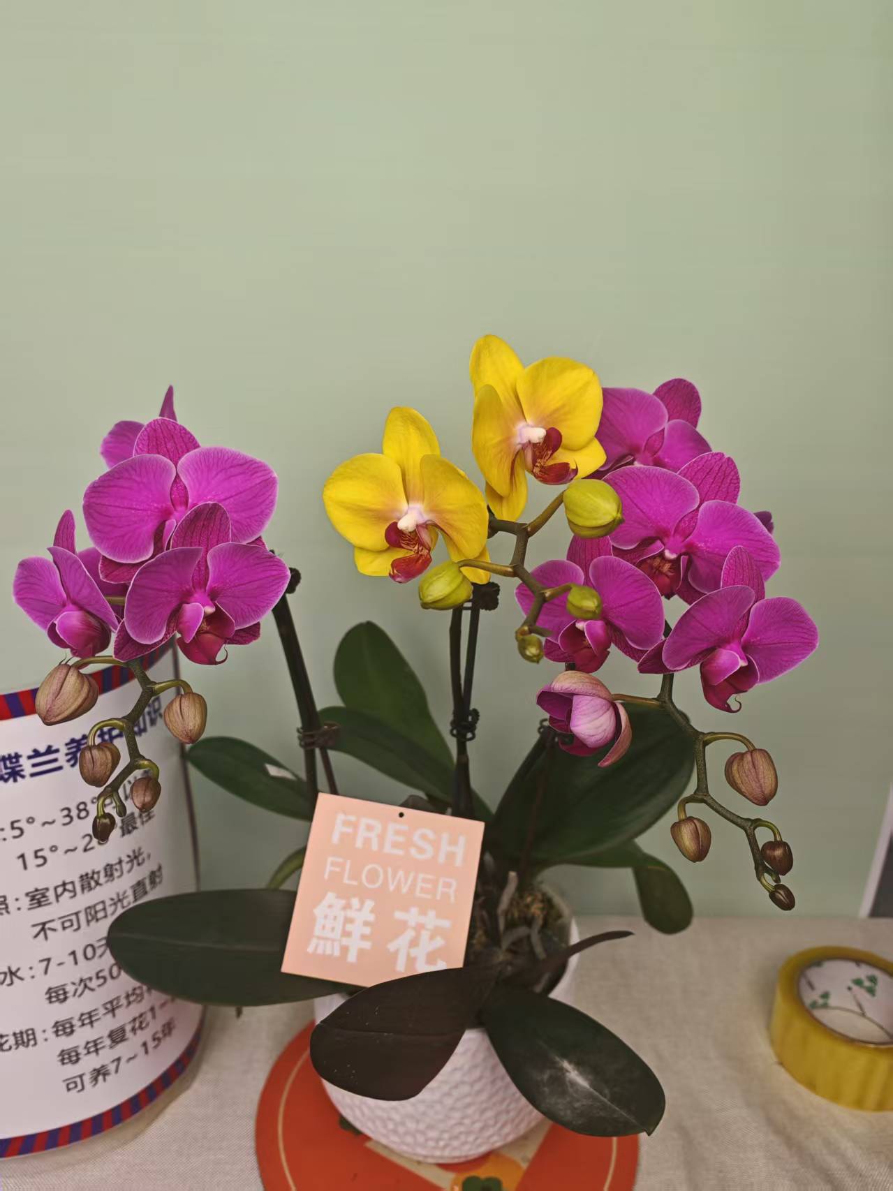 【菠萝+福星】蝴蝶兰 紫色大花型 四季花 室内花精品 源头基地