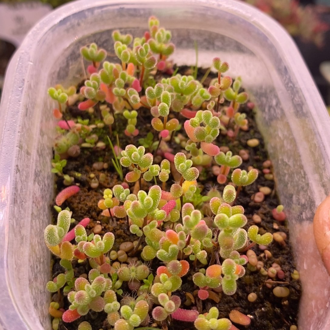 976混合小苗。    ^