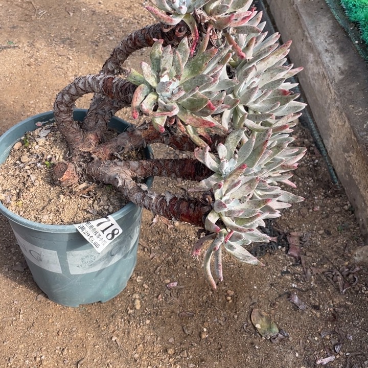 718号登喜拇指多肉植物