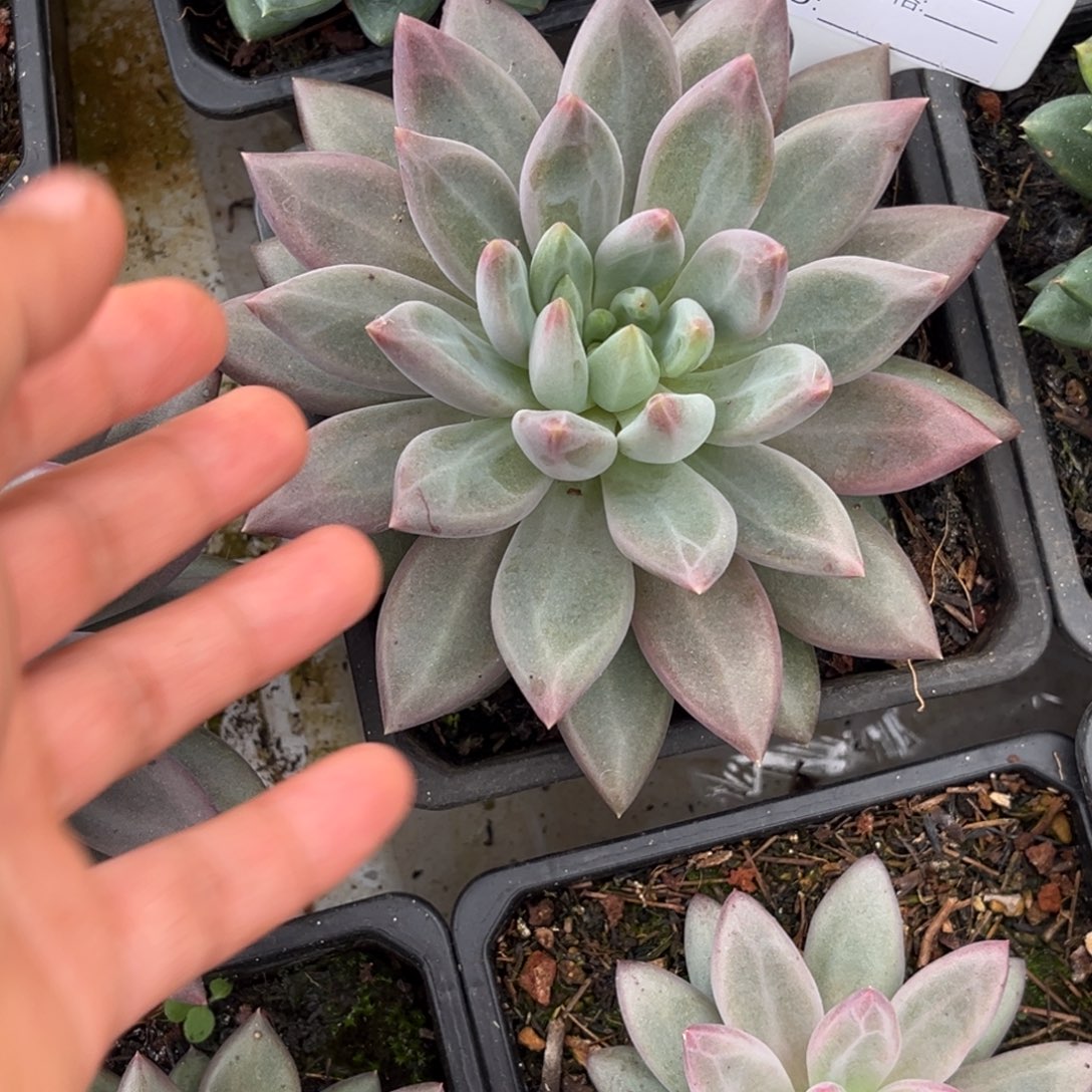 水晶球个体多肉植物914