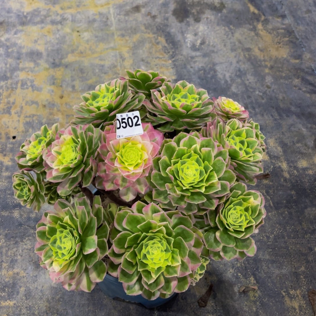 A***侠50200镜花水月福利可以拍