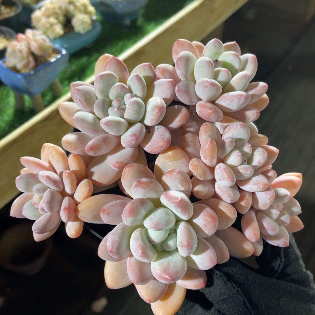 香水 一物一拍不支持退换