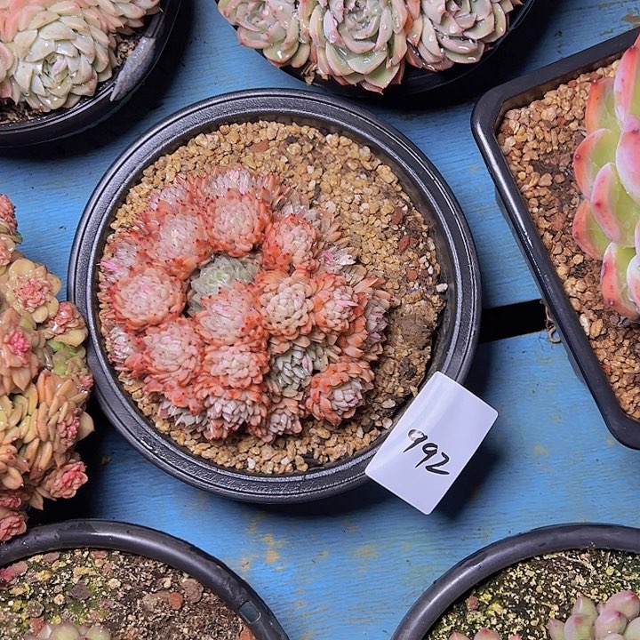 木*场992/////////////