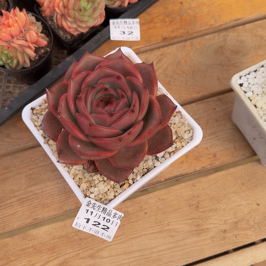 绿***️1110-122鸳鸯东云