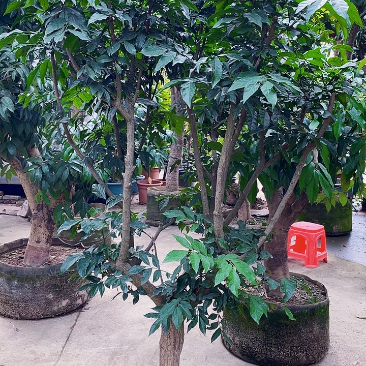 用***4完全开放果树888888