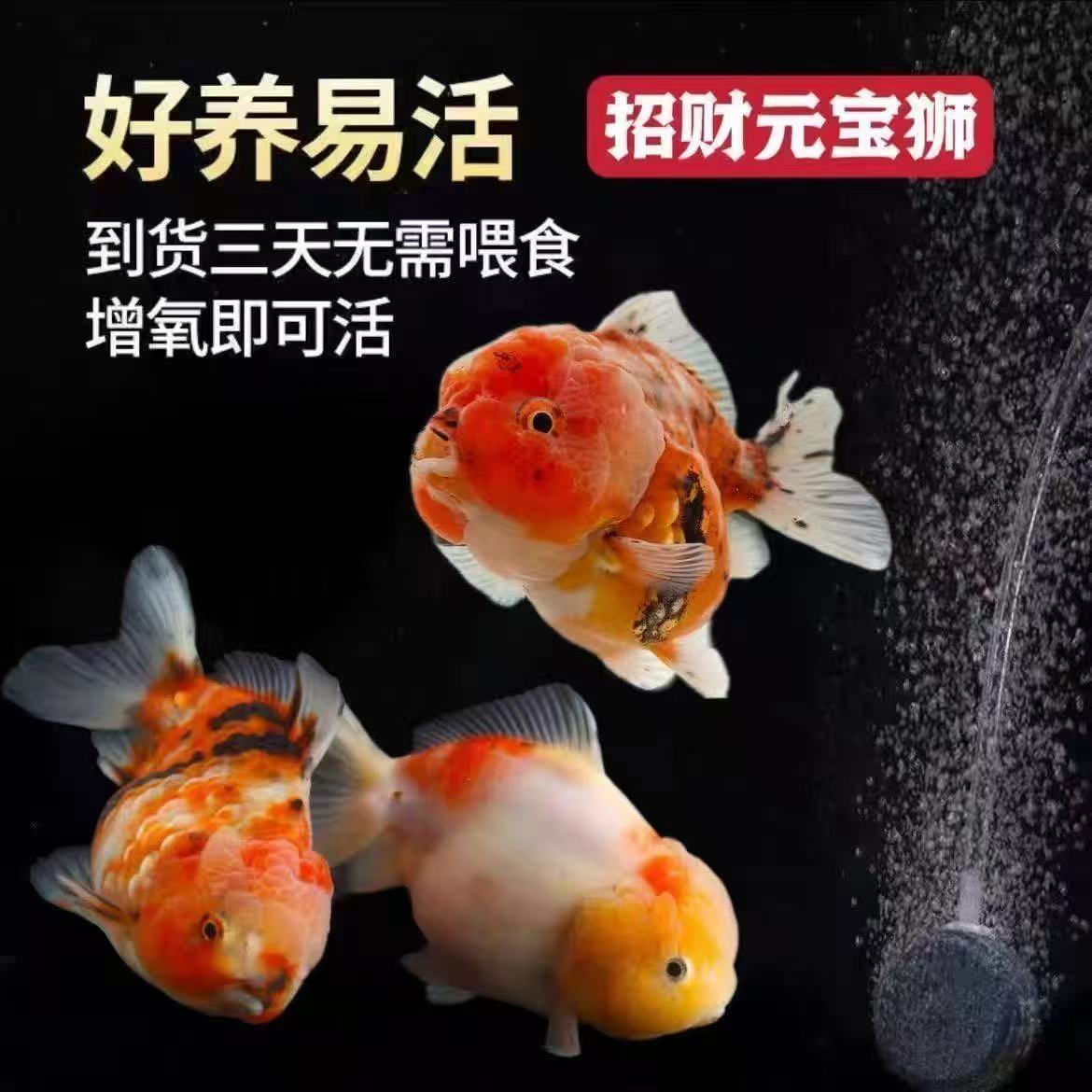 （一物一拍）泰狮元宝狮冷水观赏鱼好养易活包邮包损