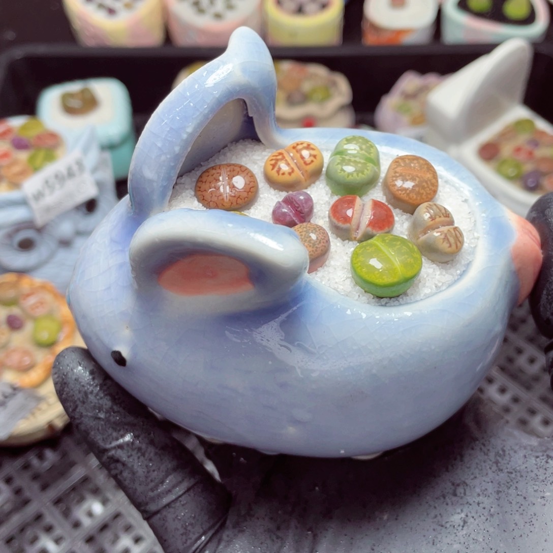 w5950-盆微瑕-带盆土发货，零下地区拍保温箱