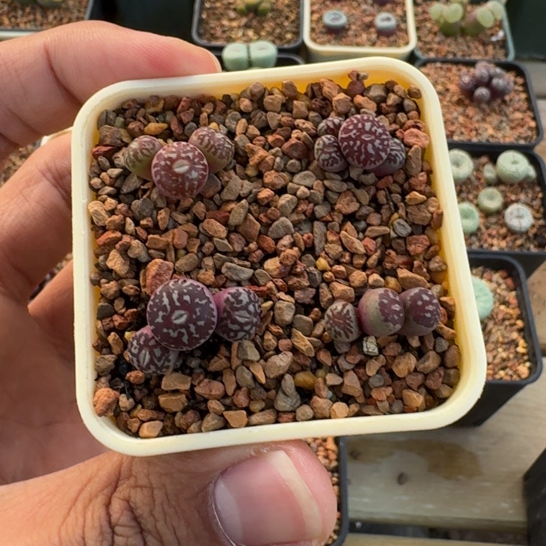 向****云缦精品番杏31.45 MSG3170