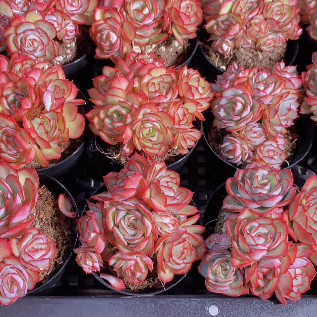 30-15-M牡丹亭多头一个