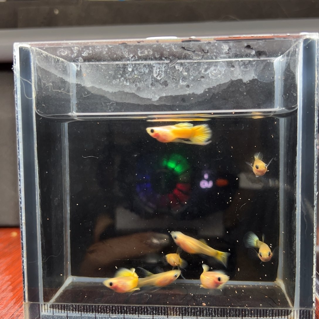 孔雀鱼黄金玻璃猫8条